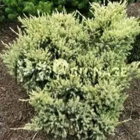      Juniperus squamata 'Gold Tip'